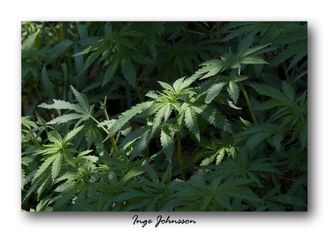 Marijuanaplantor växer villt